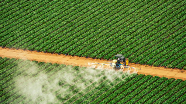 Best Local Pest Control Services  in Warrior, AL